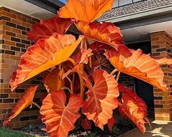 Bulbi di Alocasia (orecchie d'elefante) arancioni – Pianta tropicale da giardino ombreggiato, fogliame ornamentale per vasi e spazi esterni