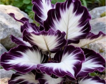 Bulbos de oreja de elefante morados y blancos: planta exótica de follaje tropical para jardines, patios y macetas.