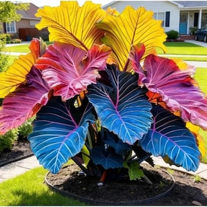 Purple Elephant Ear Plant - Etsy