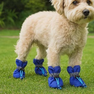 Könnte beinhalten: Ein kleiner, hellfarbener Hund trägt vier blaue Hundestiefel mit grauen Akzenten und Kordelzügen. Der Hund steht auf grünem Gras, mit einem verschwommenen grünen Hintergrund.