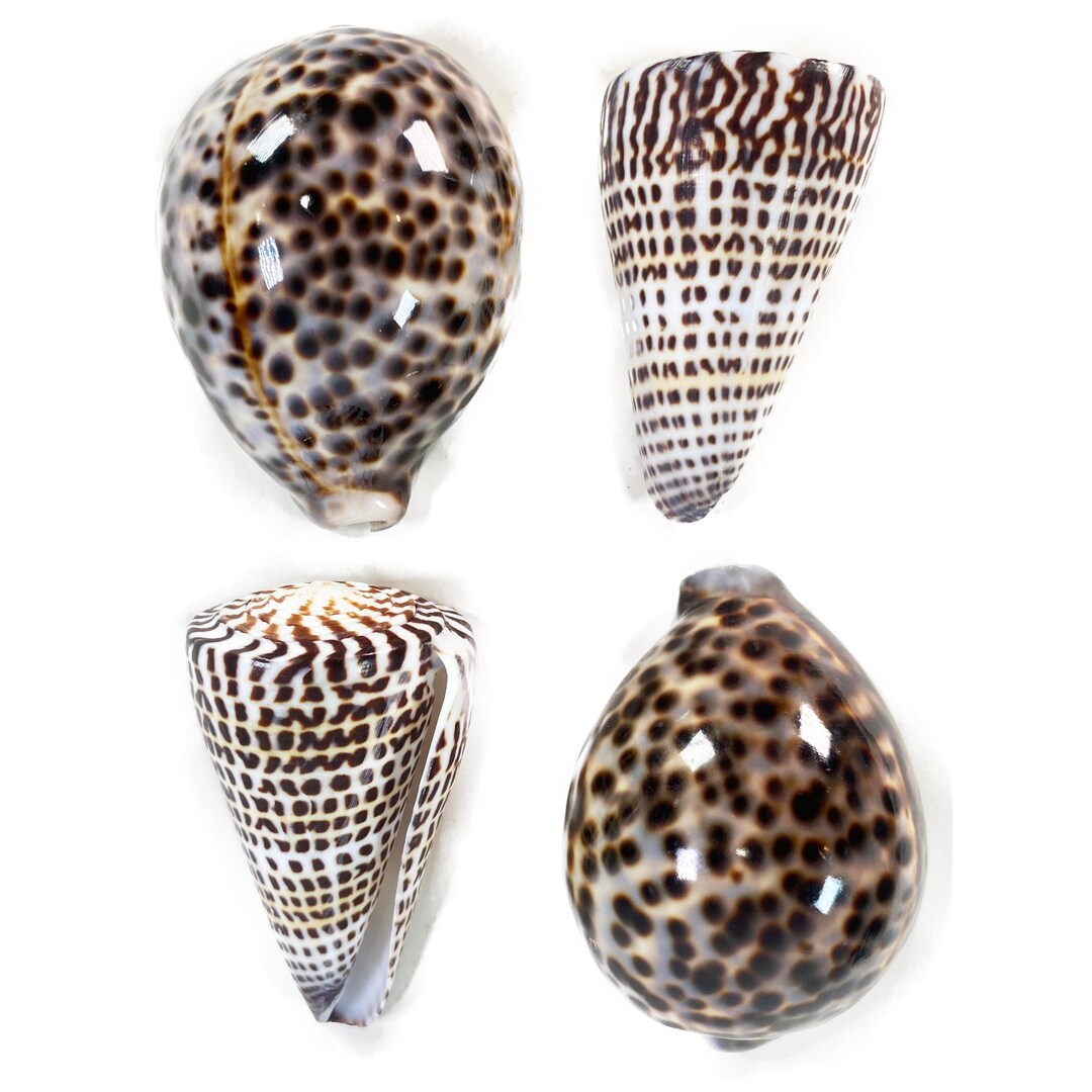 Leopard Cowrely Shell 2 Cypraea Tigris Tiger Cowrie Shells 2 Leopard Cone Shells 3.5