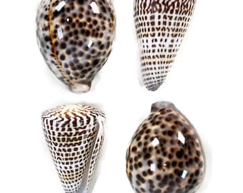 大型タイガータカラガイ Cypraea Tigris 貝殻 ~ 3インチ～3.5インチ