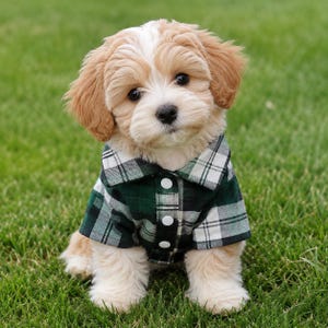 May include: A small, fluffy puppy with light brown and white fur wearing a button-down shirt featuring a dark green, white, and black plaid pattern. The shirt has a classic collar and three visible white buttons down the front placket.