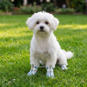 May include: A small, fluffy white dog sits on green grass, wearing four blue and white striped dog boots. The boots have a zipper and a small decorative pattern. The dog is looking directly at the camera.