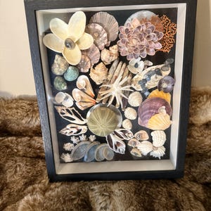 May include: A black shadow box frame containing a collection of various seashells, including a large white shell flower, a green sea urchin, a white starfish, and orange coral pieces arranged on a black background behind a glass front panel.