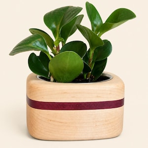 Pode incluir: Uma pequena planta verde com folhas arredondadas e brilhantes num vaso quadrado de madeira clara. O vaso apresenta uma faixa horizontal roxo-escura que atravessa o centro dos seus quatro lados lisos e arredondados.