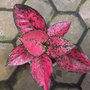 以下が含まれることがあります： 鮮やかなアグラオネマ植物の真上からの眺め。葉はピンクと緑の印象的な組み合わせで、まだら模様があります。植物はニュートラルで質感のある背景に配置され、鮮やかな色とユニークな葉を際立たせています。