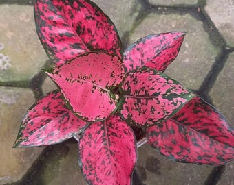 100 Aglaoneema Samen zum Pflanzen, chinesische immergrüne Zimmerpflanzensamen, tropisches Laub Zimmerpflanze,