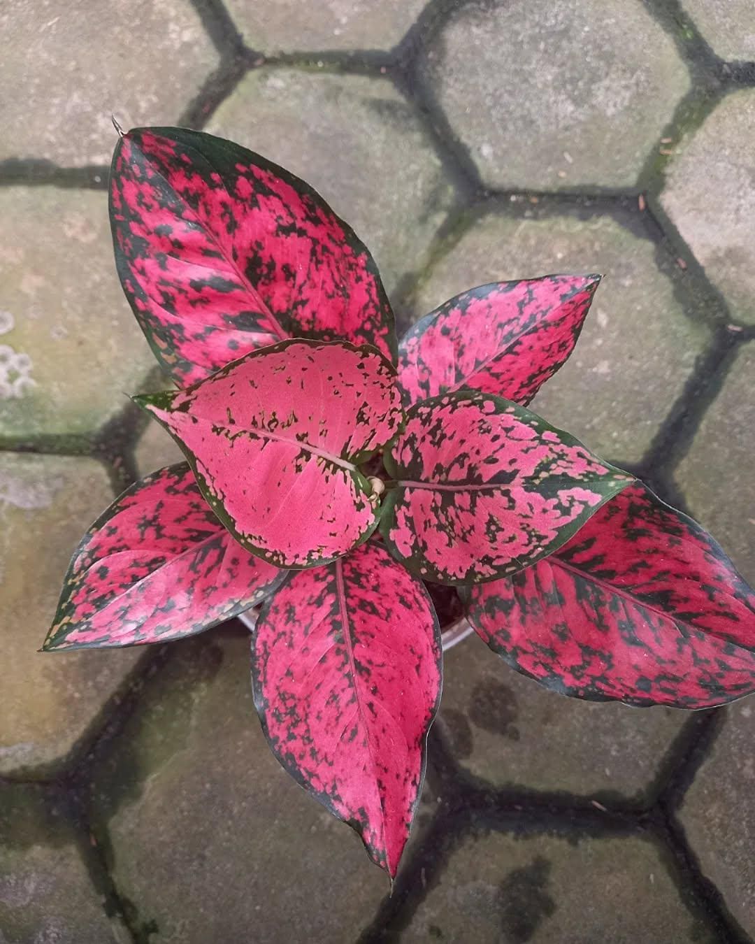 variegata shop Ardisia japonica 'Variegata' – Garden Treasures Nursery