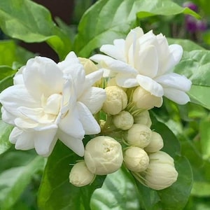 Könnte beinhalten: Nahaufnahme von weißen Jasminblüten in voller Blüte, umgeben von grünen Blättern. Das Bild zeigt die zarten Blütenblätter und den Kontrast zwischen den hellen Blüten und dem üppigen Laub. Die Knospen sind ebenfalls sichtbar.