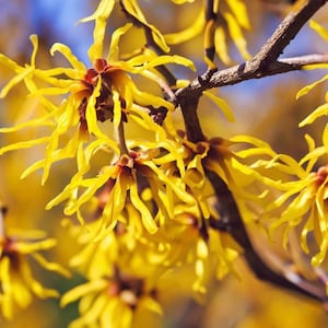 Pode incluir: Close-up de flores de avelã-de-bruxa amarelo brilhante em plena floração. As flores têm pétalas longas, finas e semelhantes a aranhas e um centro castanho-avermelhado. As flores estão presas a um galho castanho, com um fundo azul desfocado.