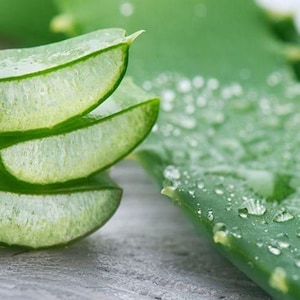 May include: Close-up of fresh aloe vera leaves and sliced pieces. The leaves are a vibrant green with a translucent, gel-like interior. Water droplets glisten on the surface, highlighting the plant's texture and freshness. The image suggests natural skincare or wellness.