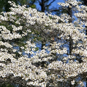Puede incluir: Primer plano de un árbol de cornejo en plena floración, mostrando numerosas flores blancas con centros amarillos. Las ramas son visibles contra un fondo de cielo azul y follaje verde, creando una escena natural vibrante.