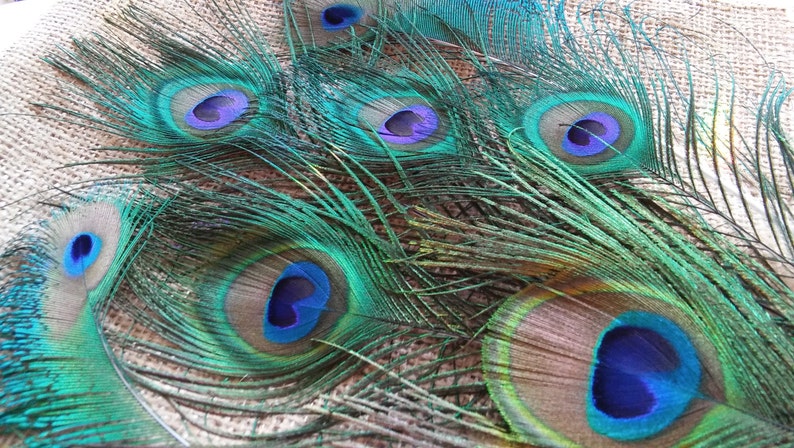 2in /& 3in All Seeing Eye Feathers and More Weddings ETSY ON SALE Peacock Feathers C Prom Center Pieces Eye Frame Feathers 7 Feathers