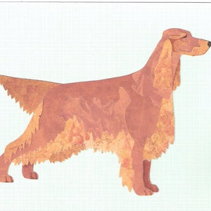 Irish Setter Cut Up