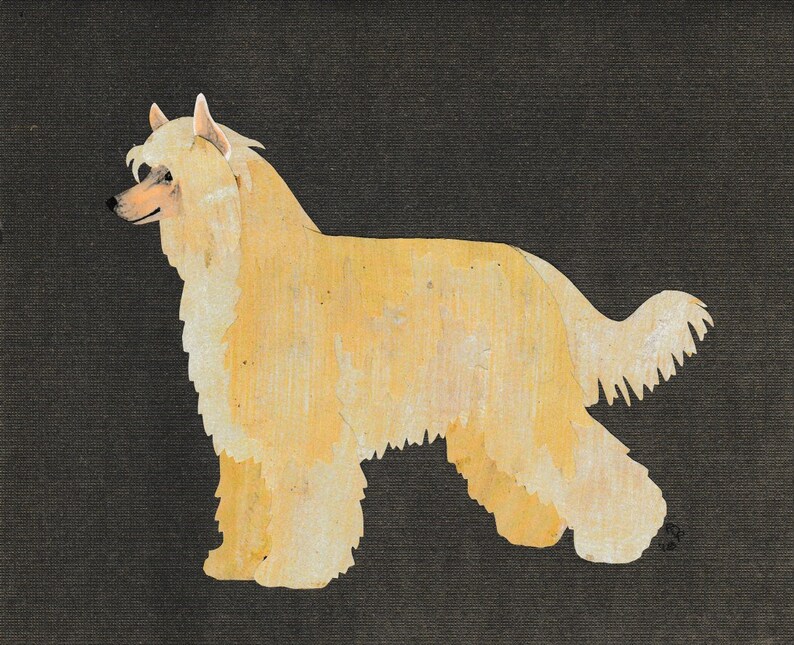 May include: A light beige Chinese Crested dog with long hair stands on a dark gray background. The dog is facing to the left and has its head turned to the right.