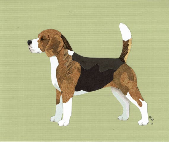 Akc beagle standard sales