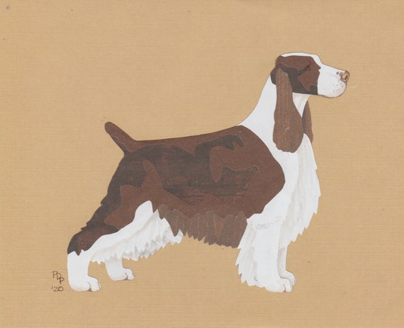 Springer spaniel best sale r