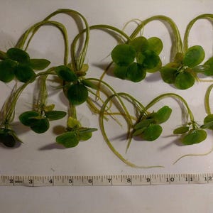 May include: A collection of aquatic plants with circular, green leaves and long, curved stems are displayed on a white surface. A measuring tape is placed below the plants, showing inches. The plants appear to be floating plants.