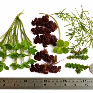 May include: A collection of various aquatic plants including bright green stems with clover-like leaves, dark reddish-brown round-leafed clusters, and thin needle-like foliage, arranged above a metal ruler measuring up to 29 cm in length.