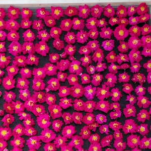 Peut inclure: Une collection de nombreuses fleurs magenta vibrantes avec des centres jaune vif disposées en grille sur une surface texturée sombre. Chaque fleur présente de multiples pétales délicats entourant un groupe d'étamines jaune vif.