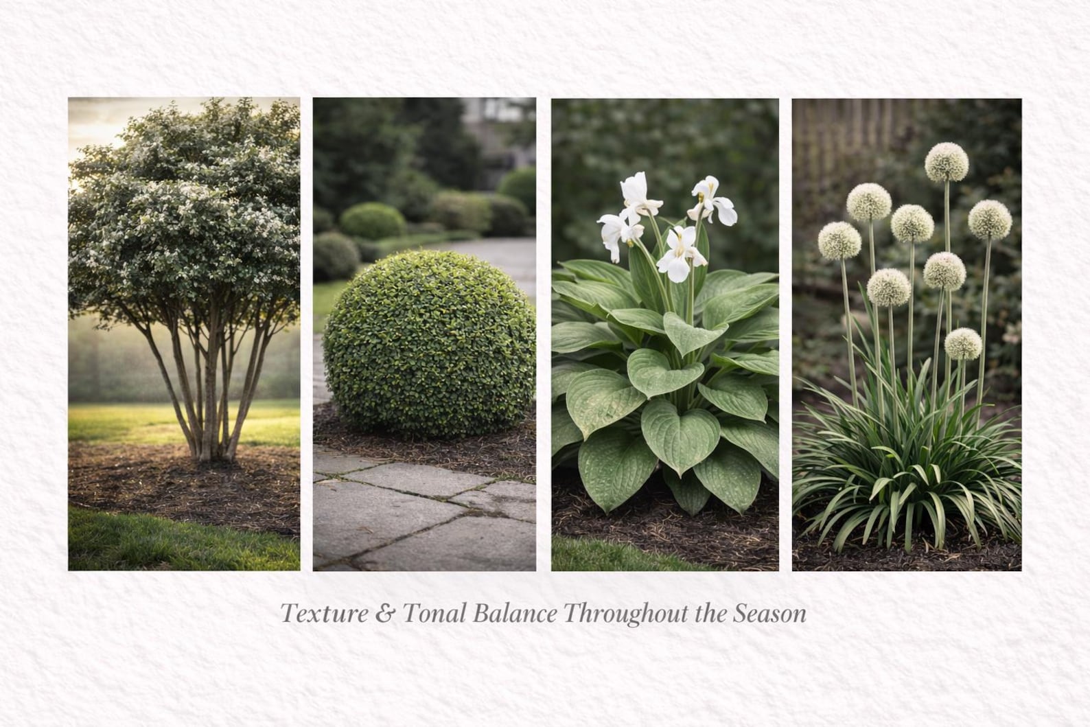 Elegant Evergreen Border Plan – Low Maintenance, Year-round Structure ...