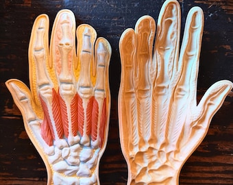 Vintage Anatomical Hand Model – Medical Teaching Aid – Oddity Display – 1960s–1980s