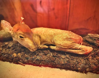 Vintage Preserved Fetal Fawn Taxidermy Mount Oddity 1970s
