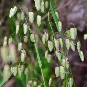 Briza maxima (quaking grass) ornamental grass organic seeds. Low height
