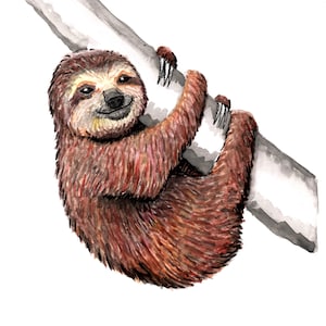 The Sloth- Phish Art Print gamehendge phanart phishart