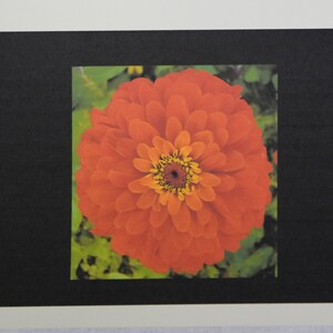 Summer Zinnias Smiling at You - Notecards