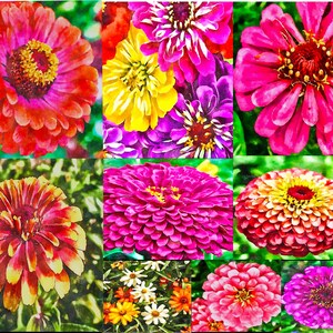 Watercolor Collage of Zinnias for YOU  - Notecards