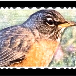 Primitive Crayon Coloring of American Robins   - Notecards