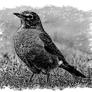 American Robin Sitting Quietly for Me to Sketch - Notecards