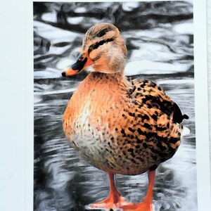 Painted Mallards Loving Winter Set 1 - Notecards