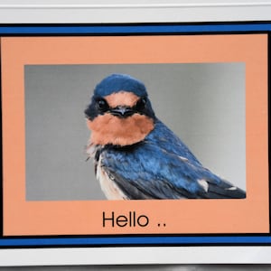 Barn Swallows Just Perched Enjoying the Day - Notecards