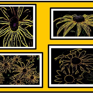 Watercolor Paintings on Line Drawings of Black Eye Susans Collage - Notecards