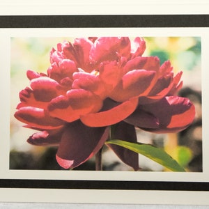Ann Arbor Garden of Peonies are Smiling at You - Notecards