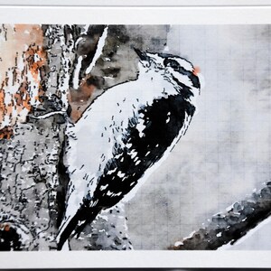 Paintings of Downy Woodpeckers - Notecards