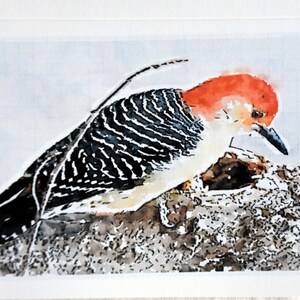 Paintings of Red-Bellied Woodpeckers - Notecards