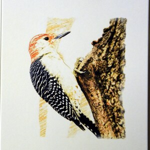 Drawing of Backyard Birds Enjoying the Day - Notecards