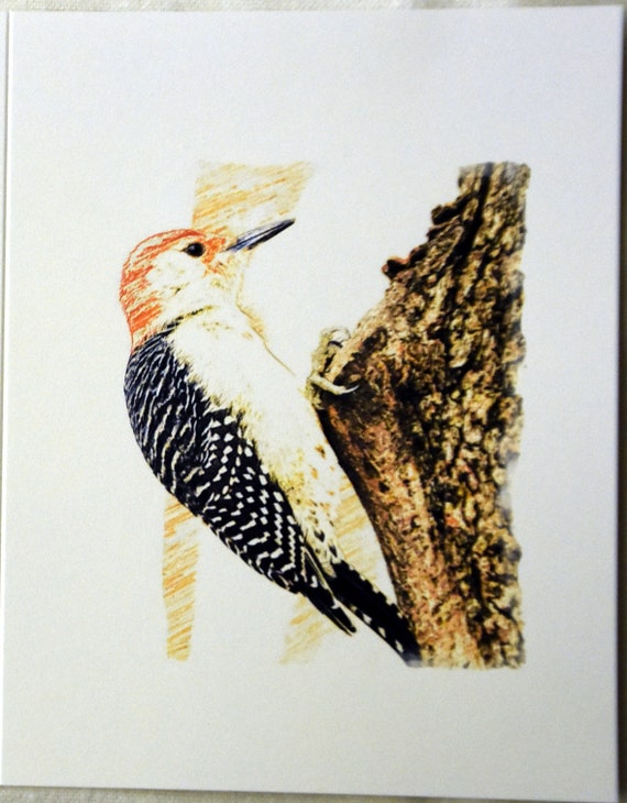 Drawing Of Backyard Birds Enjoying The Day Notecards Etsy