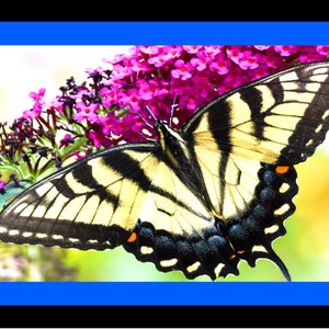 Photos of Tiger Swallowtail Flying around  - Notecards
