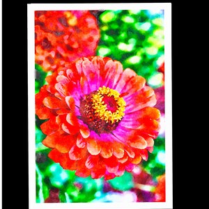 Watercolor Paintings of Zinnias  for Summer - Notecards