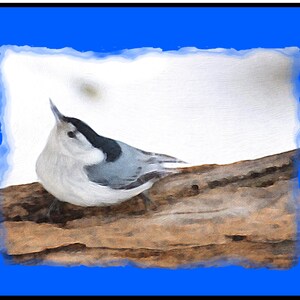 Watercolor Paintings of White Breasted Nuthatch in Winter - Notecards