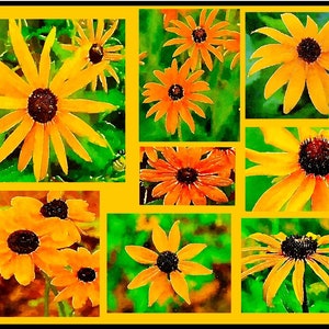 Watercolor Black-eyed Susan&#39;s Collage of  Beauty of Summer - Notecards