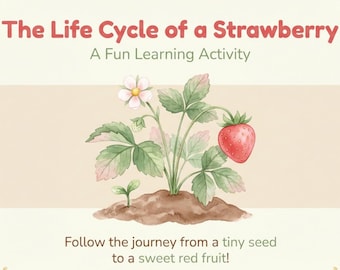 Strawberry Life Cycle Printable | PDF
