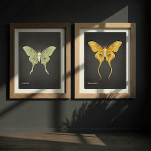 Moth Duo, Posters med månen och kometfjärilar, Dark Academia-dekor, Vintage entomologiillustration, Naturväggkonst, Konsttavla