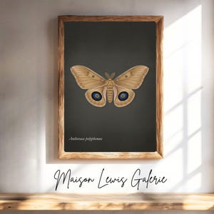May include: A framed print featuring a detailed illustration of an Antheraea polyphemus moth. The moth is depicted with tan wings and blue and black eye-like markings. The artwork is set against a dark gray background and framed in a wooden frame.