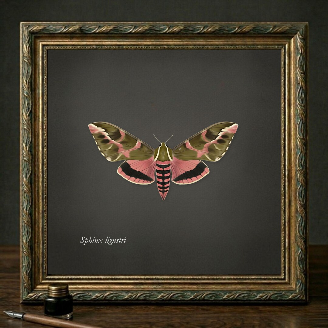 Privet Hawk Moth Print | Vintage Naturalist Wall Art | Printable ...